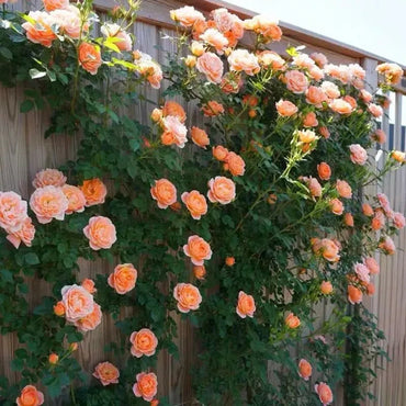 Light Orange Climbing Rose Seeds for Planting - Heirloom & Non-GMO Seeds for Home Garden, 100