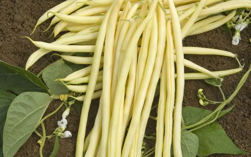 Monte Gusto – Bean Seed