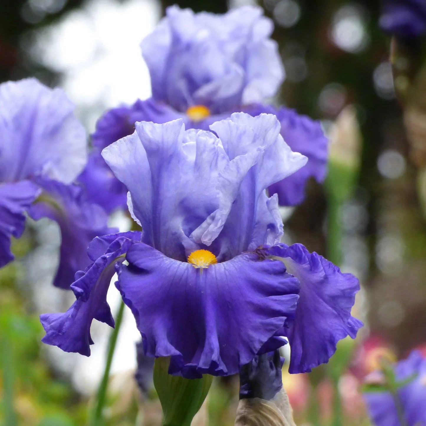 Picadilly Party Bearded Iris Seeds
