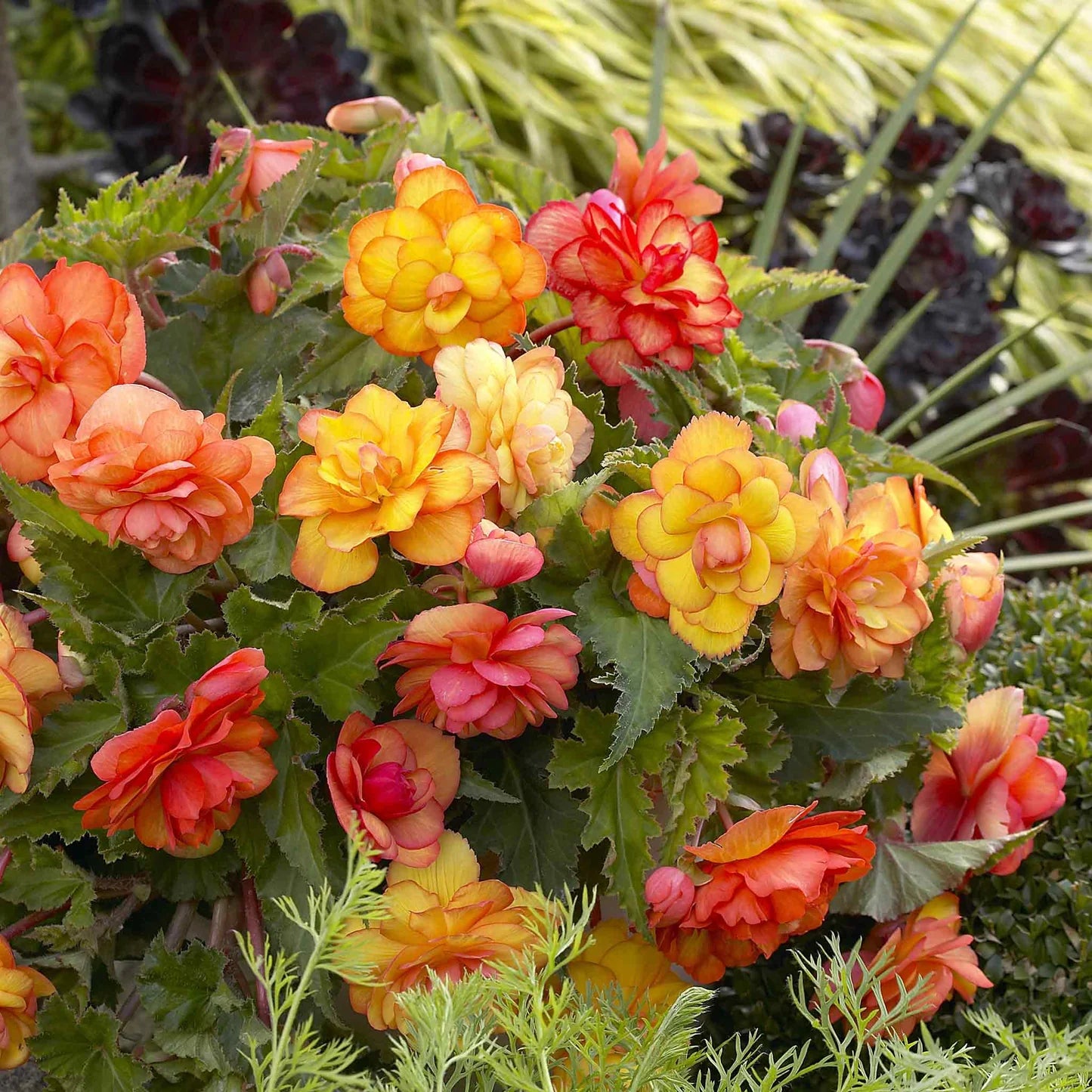 Golden Balcony Hanging Basket Begonia