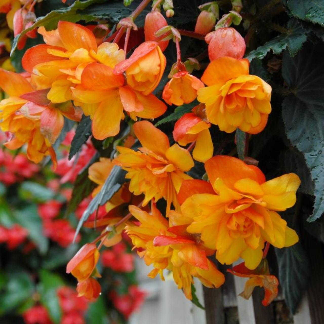 Orange Cascade Begonia