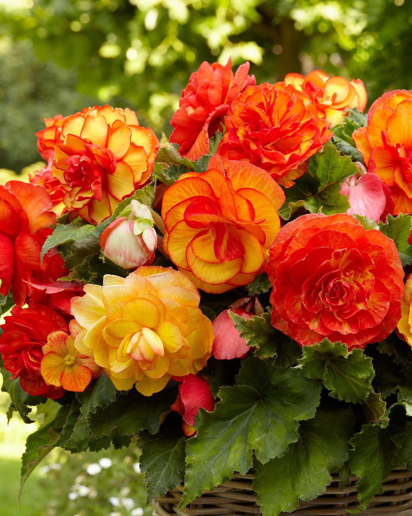 Sangria Begonia