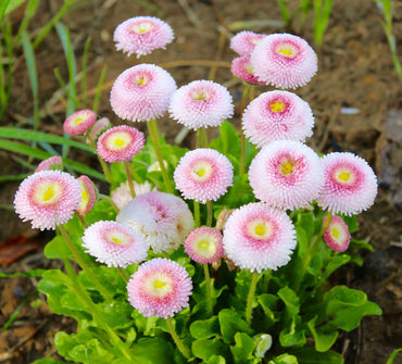 Heirloom Non-GMO Pink White Bellis Perennis Flower Seeds for Garden Borders Planting