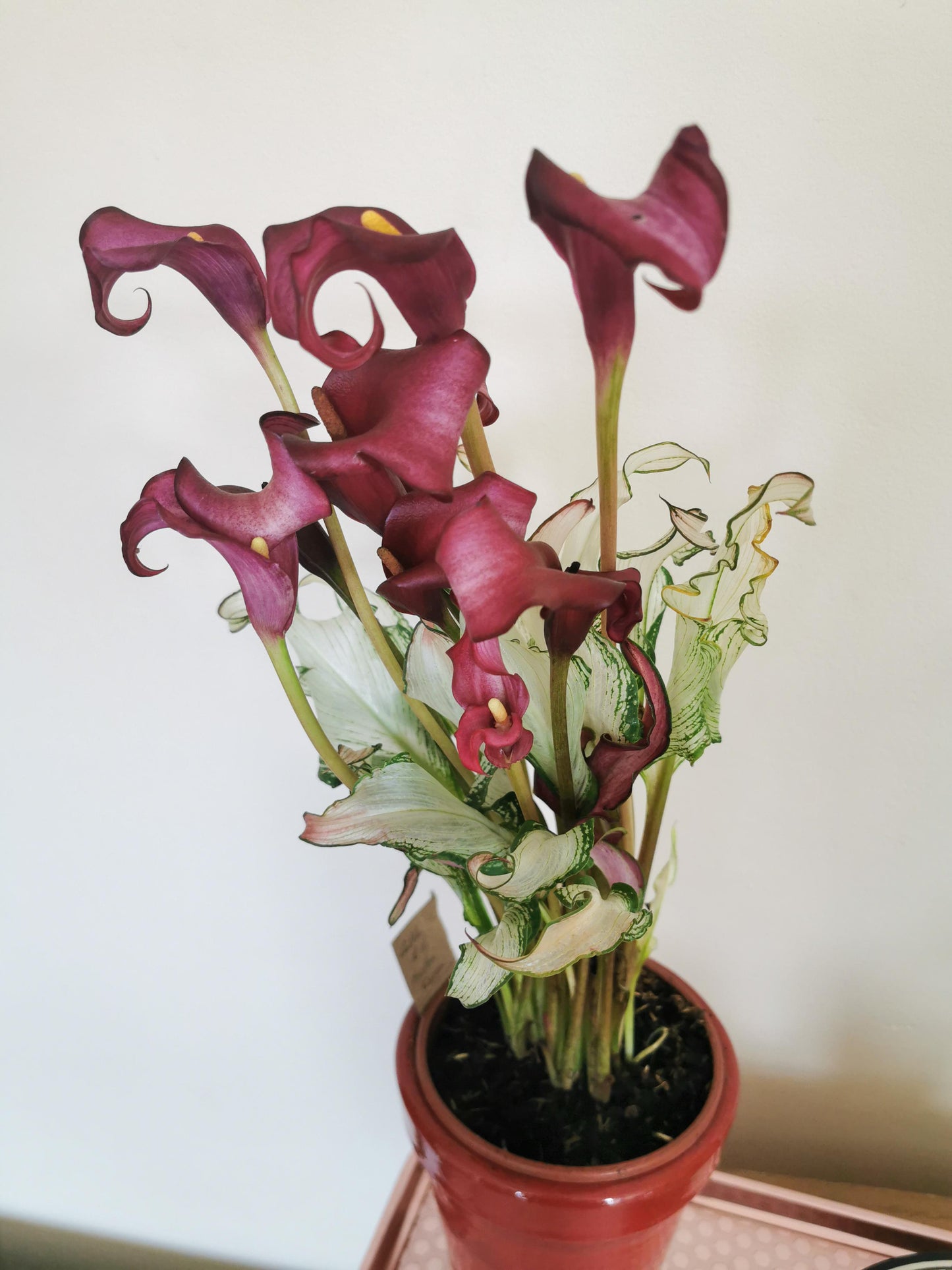 Frozen Queen Calla Lily
