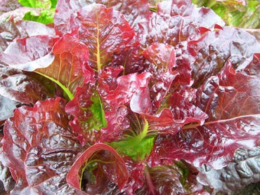 Lettuce- Outredgeous