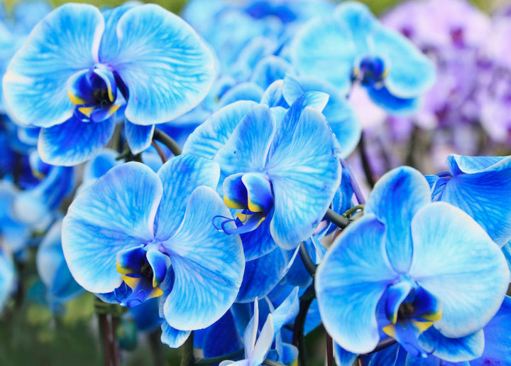 Orchid Flower Seeds for Planting, Heirloom, Non-GMO, 100