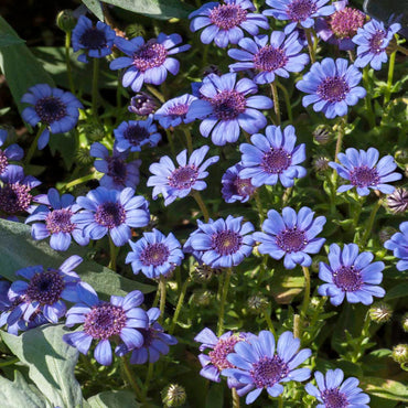 Heavenly Blue Daisy