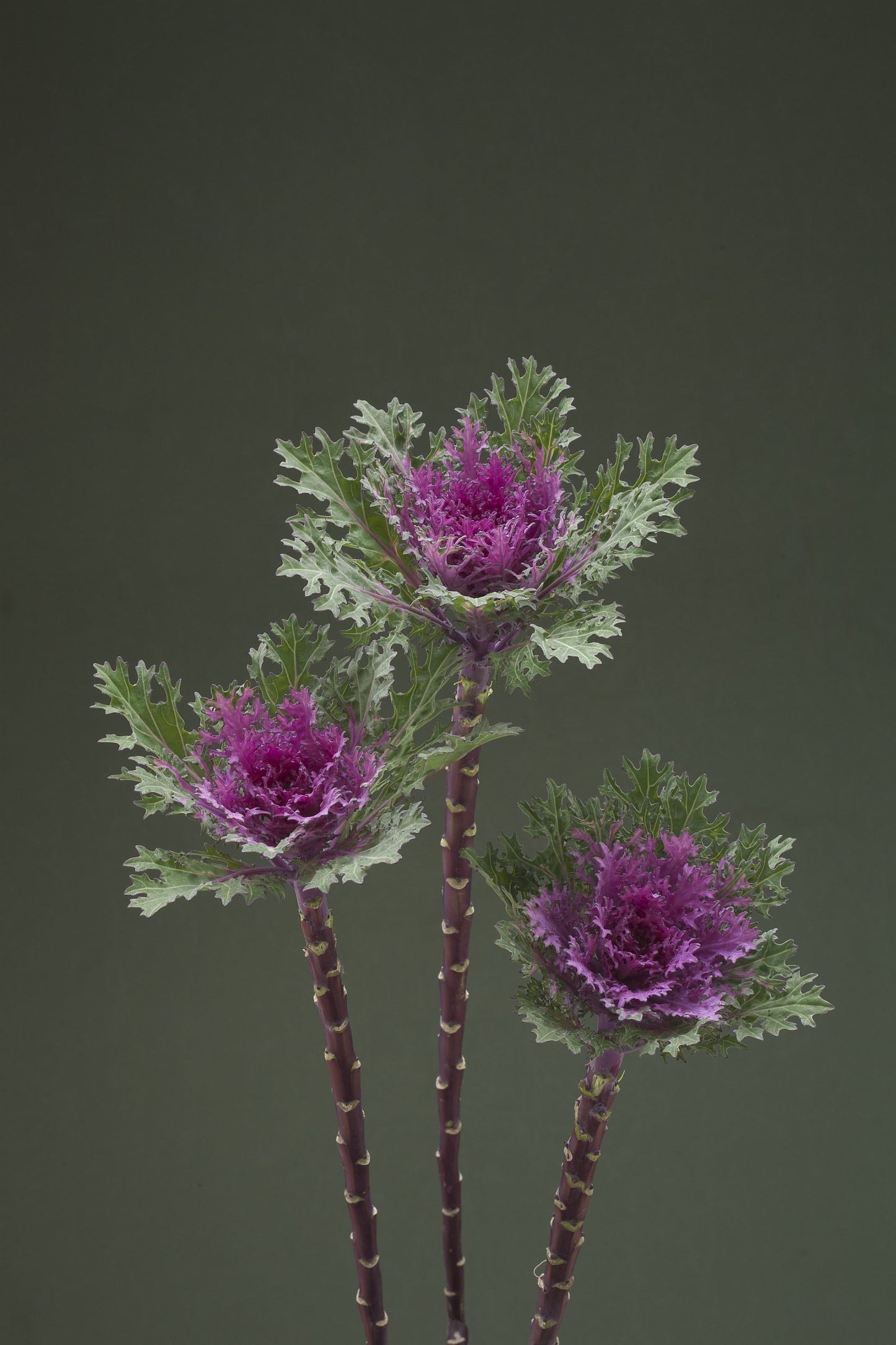 Crane Feather Queen Red – Kale Seed