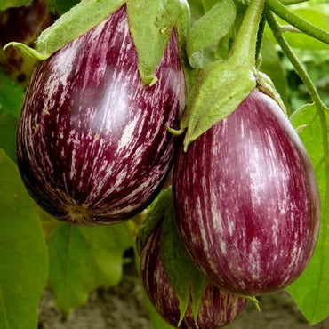 Brinjal Purple Round Vegetable Seeds
