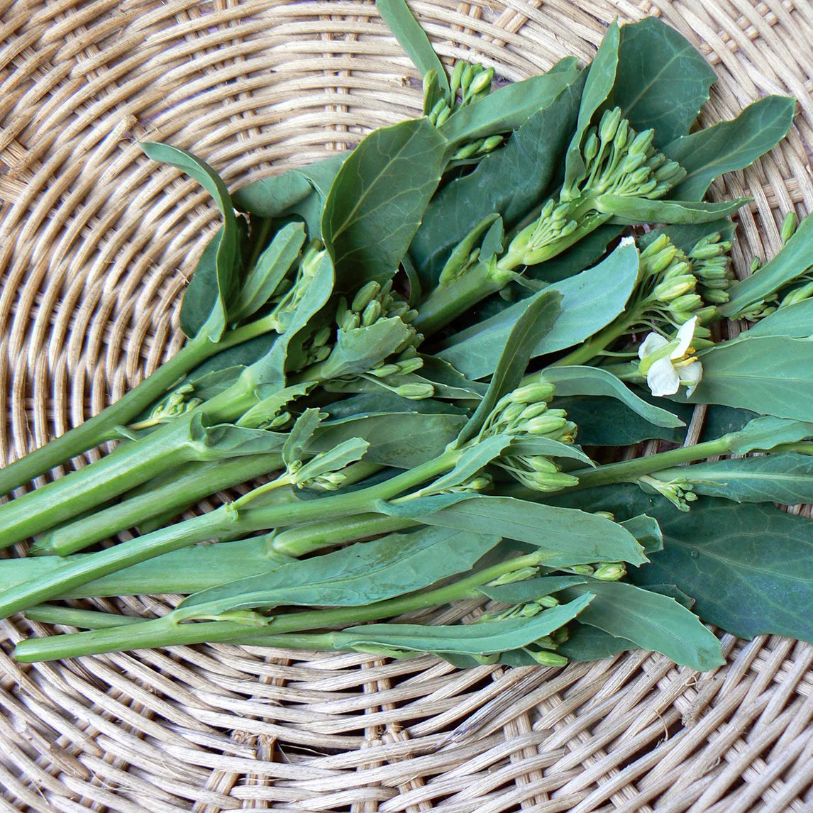 Broccoli, Chinese- Kailaan