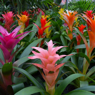Non-GMO Mixed Bromeliad Flower Seeds for Garden Planting – Exotic Tropical Blooms