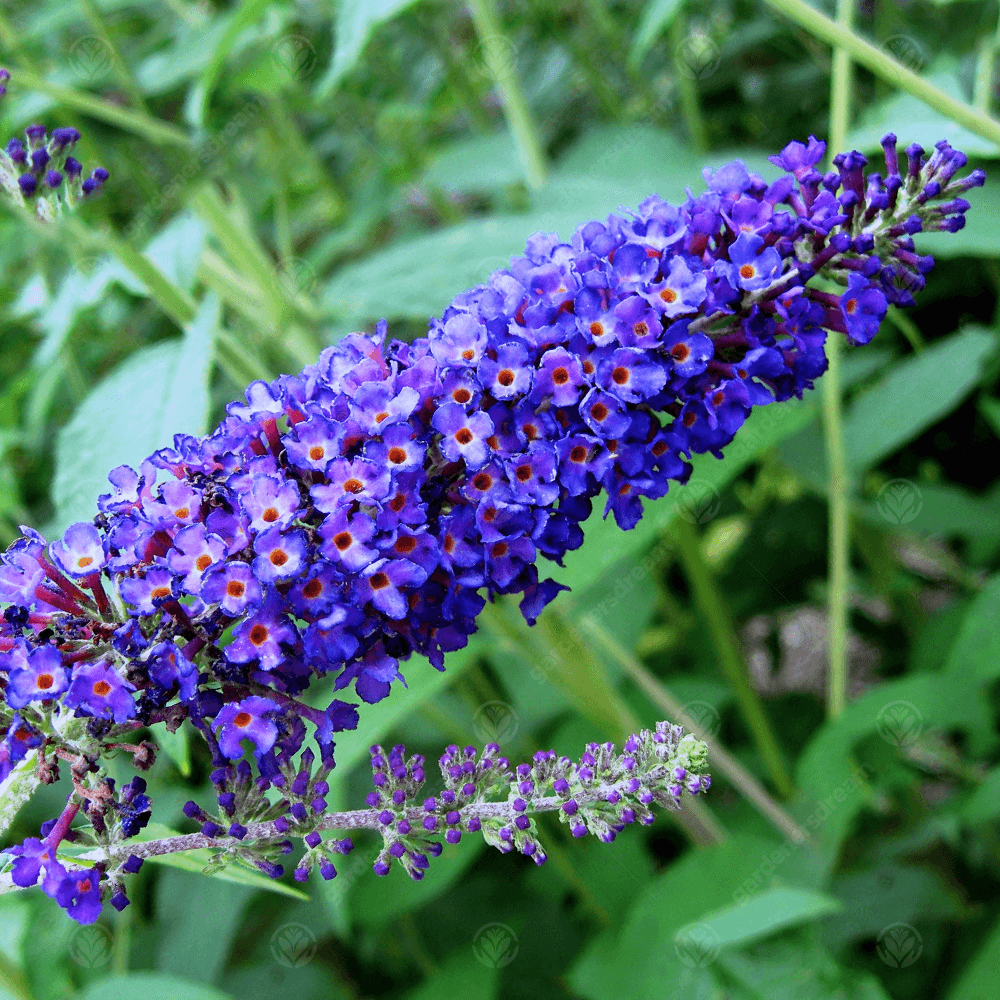 Empire Blue Buddleja Alternifolia Seeds for Planting – Non-GMO Heirloom Seeds