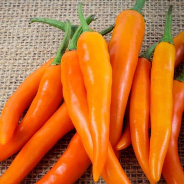 Chilli- Bulgarian Carrot