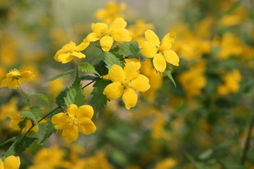 Heirloom Non-GMO Kerria Japonica Flower Seeds for Planting – Bright Yellow Blooms for Ornamental Shrub Gardens