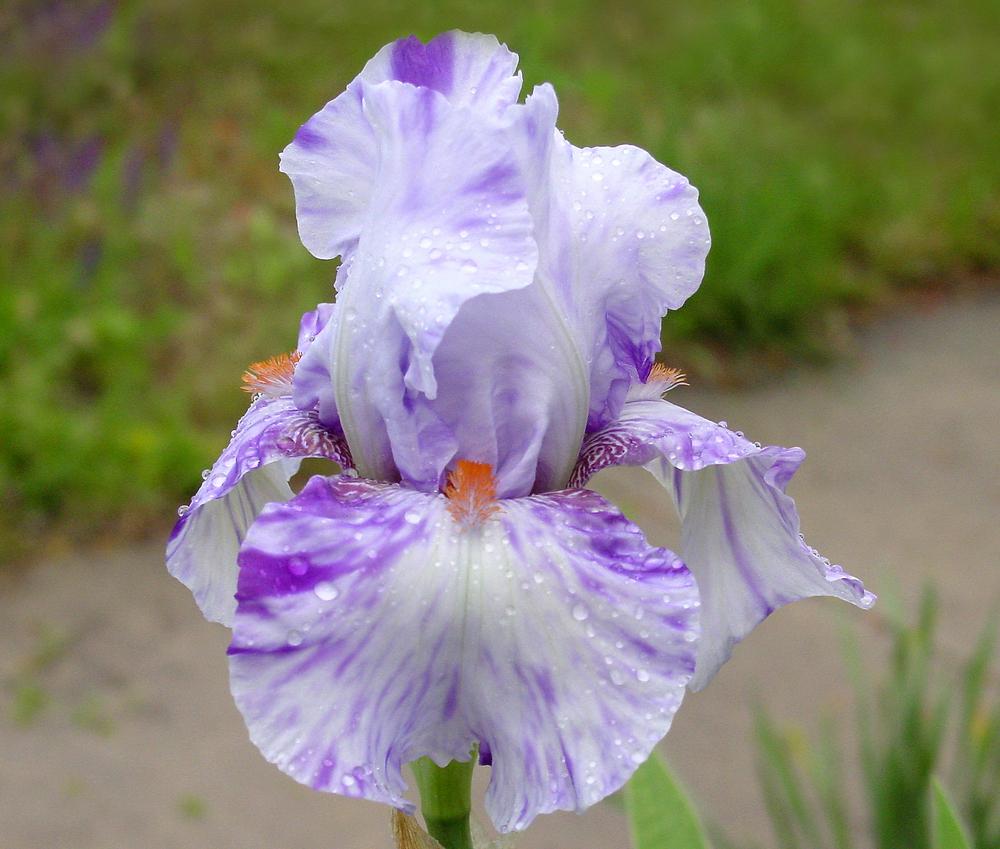 Maria Tormena Bearded Iris Seeds