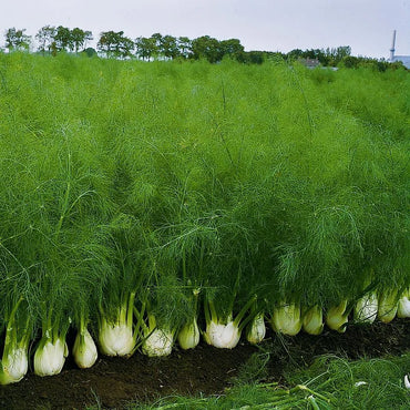 Bulbing Fennel Seeds