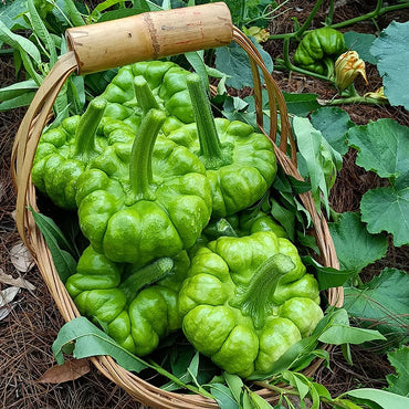 Gingerhandle Melon Seeds