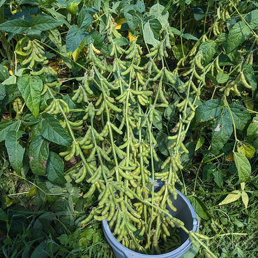 Early-Maturing Dwarf Edamame Seeds
