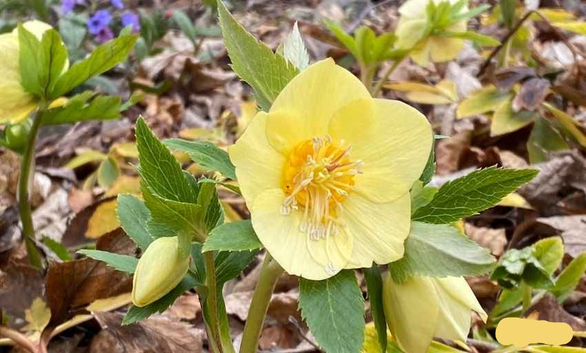 California Dreaming Hellebore
