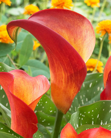 Heirloom Non-GMO Red Zantedeschia Aethiopica Flower Seeds for Planting – Elegant Calla Lily Blooms