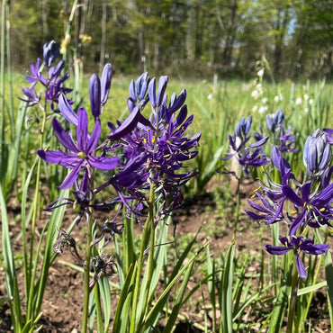 Camassia Flower Seeds, Heirloom, Non-GMO Seeds for Planting