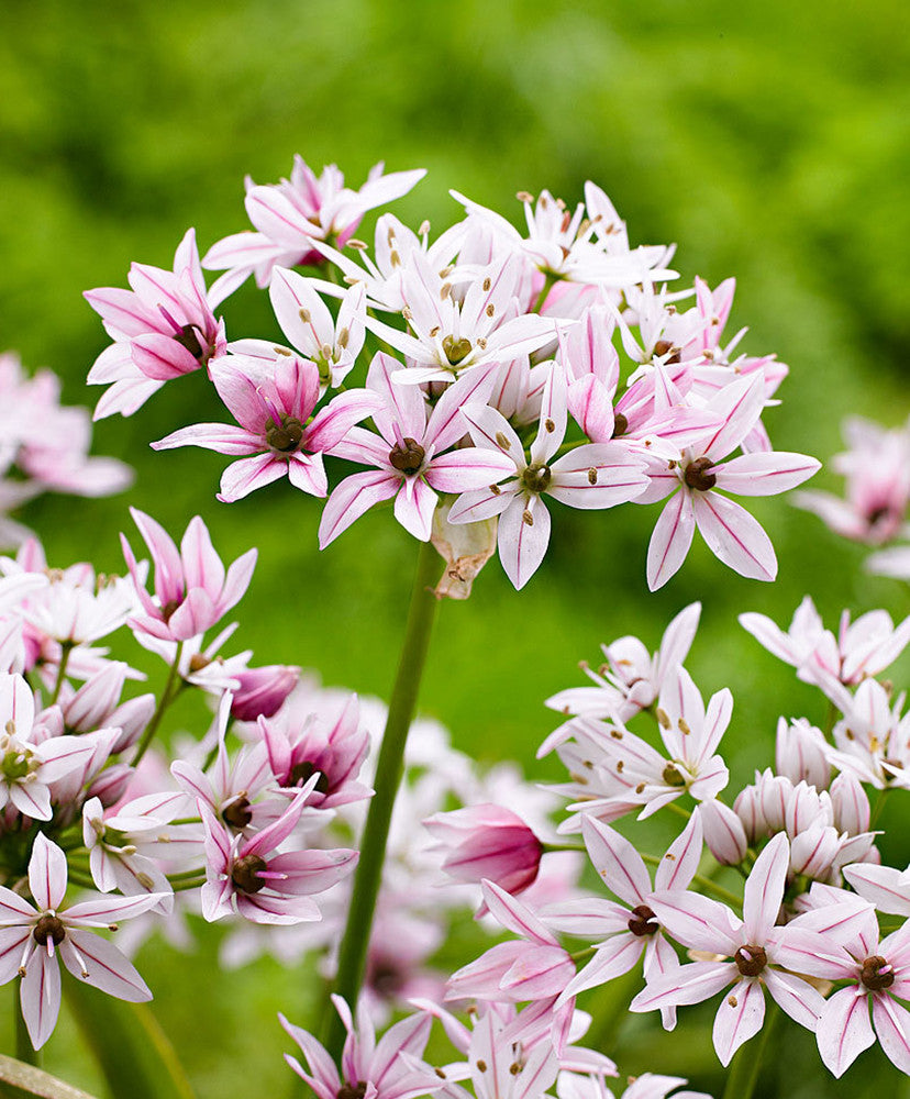 Chameleon Allium Seeds