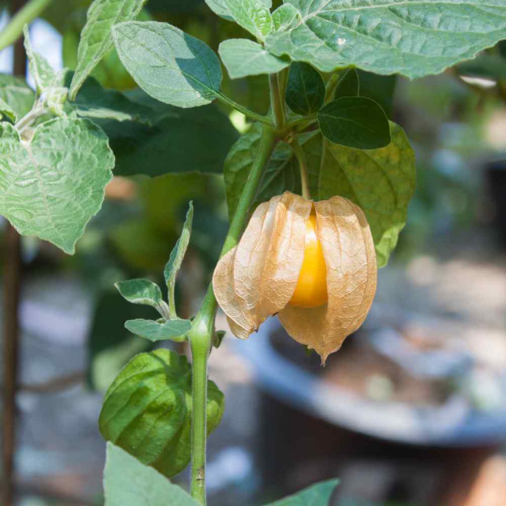 Cape Gooseberry Seeds
