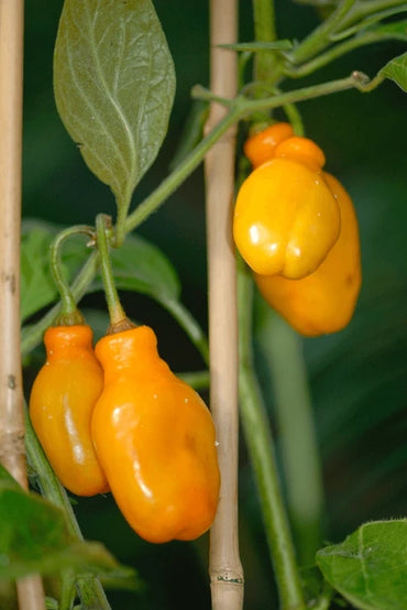 Chilli- Rocoto Manzano Yellow