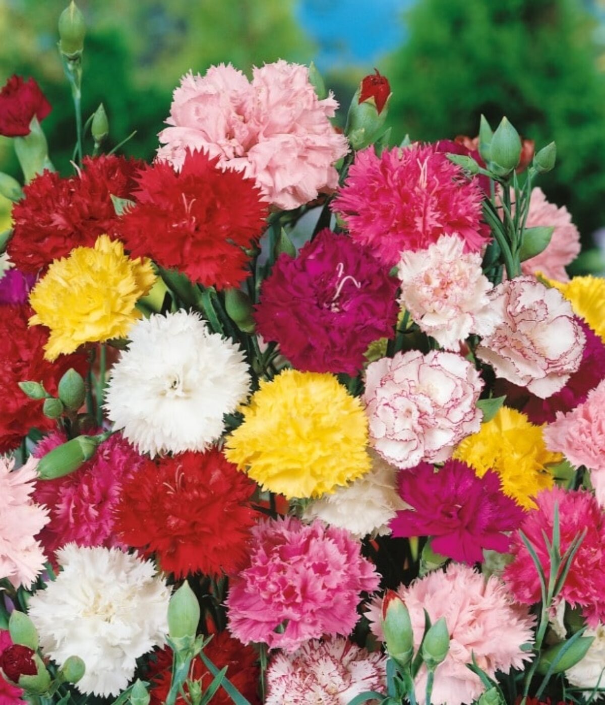Double Carnation Flower Seeds