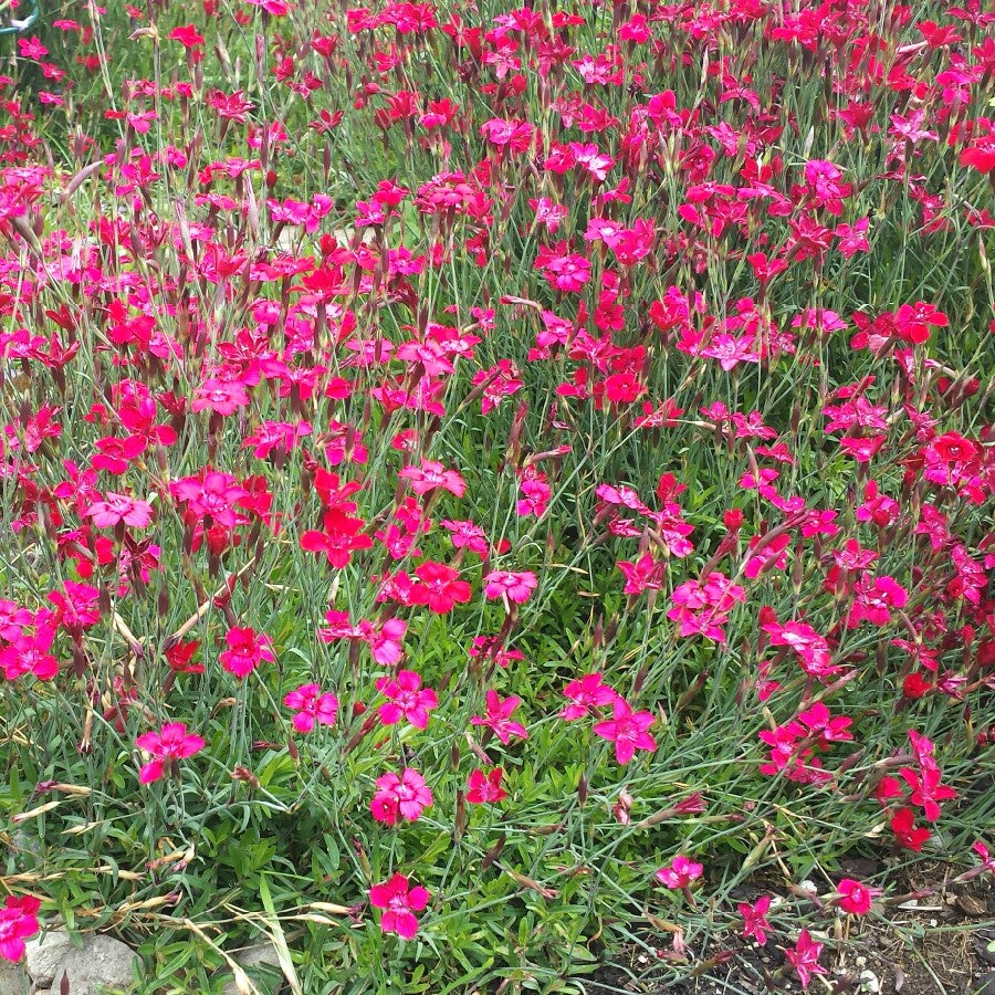 Dianthus- Carmine Red