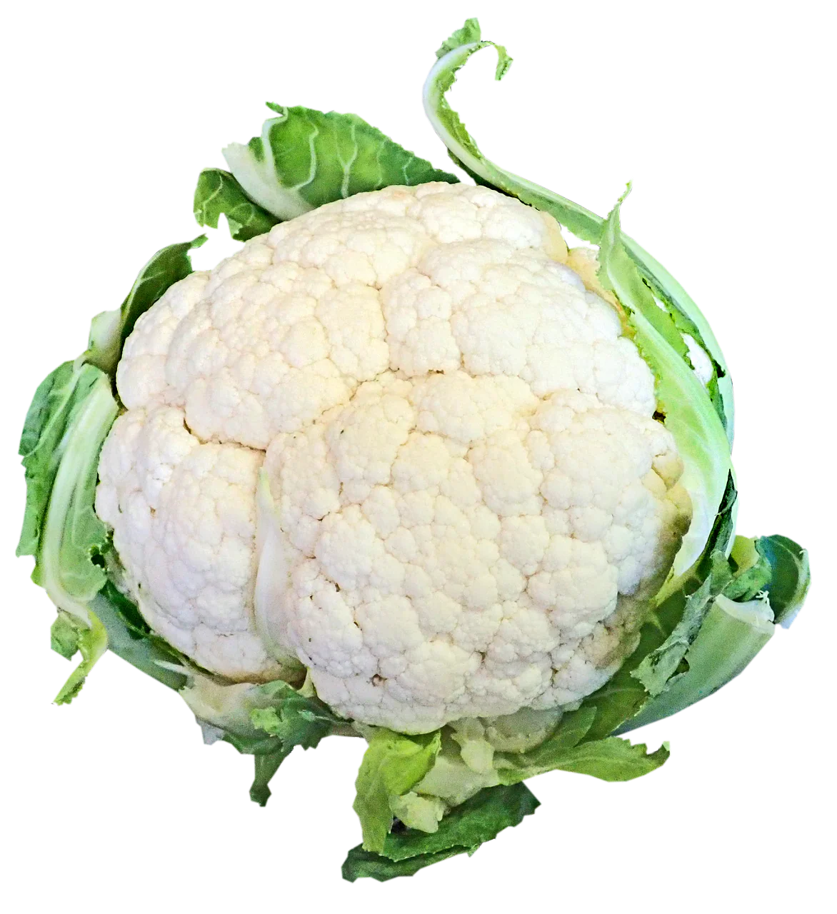 Paxton – Cauliflower Seed