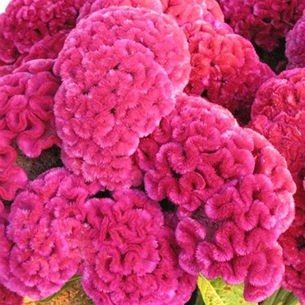 Cramer’s Rose – Celosia Seed
