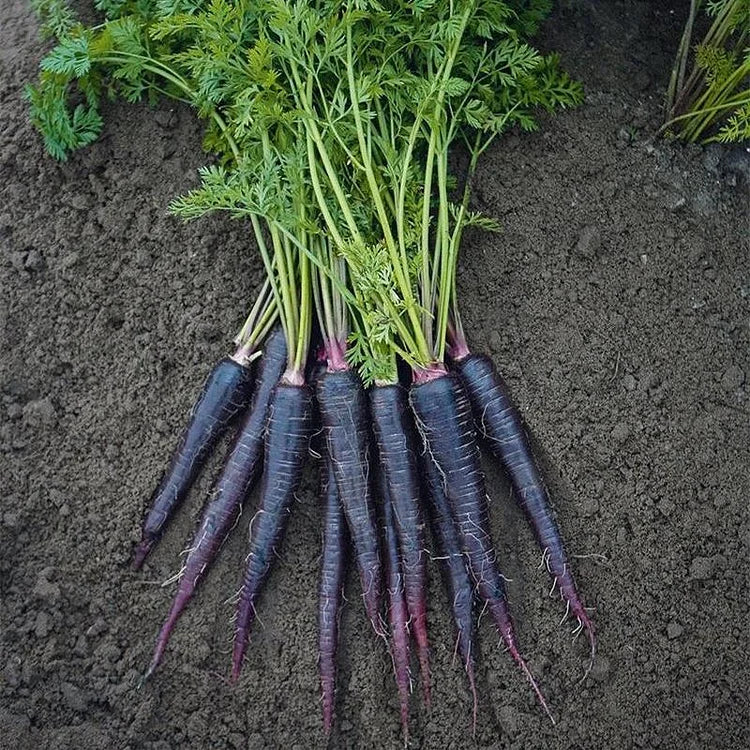 Carrot Deep Purple Seeds