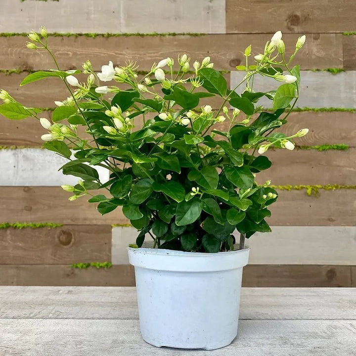 Heirloom Non-GMO Mogra Flower Seeds for Planting – Fragrant Jasmine Garden Blooms
