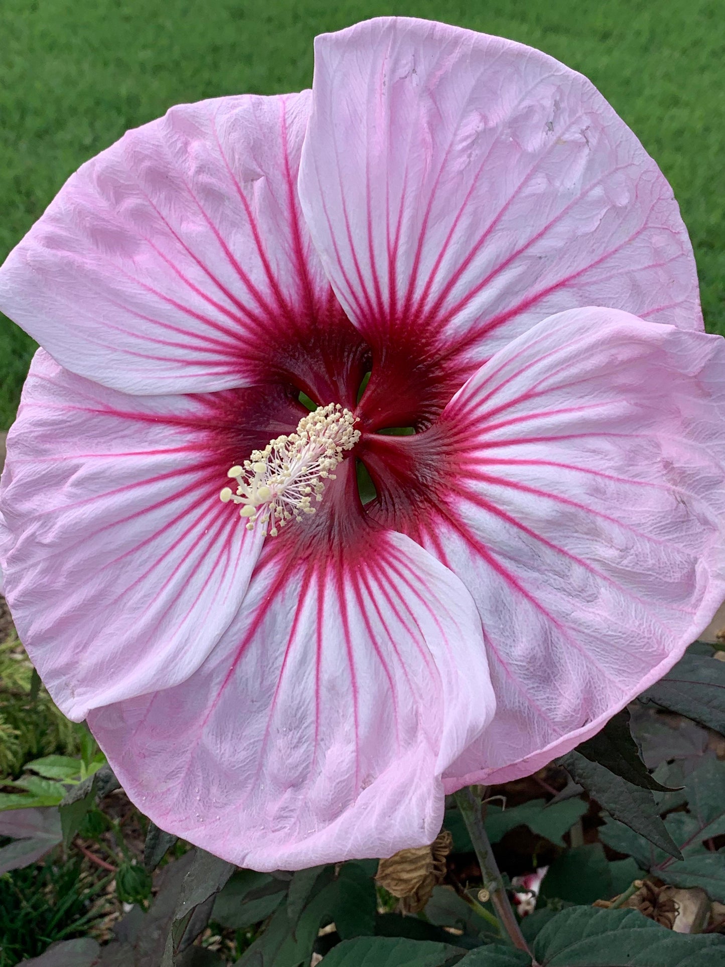 Cherry Choco Latte Hibiscus