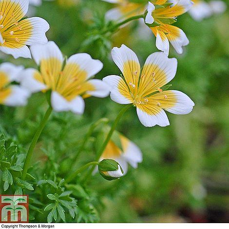 Poached Egg Plant