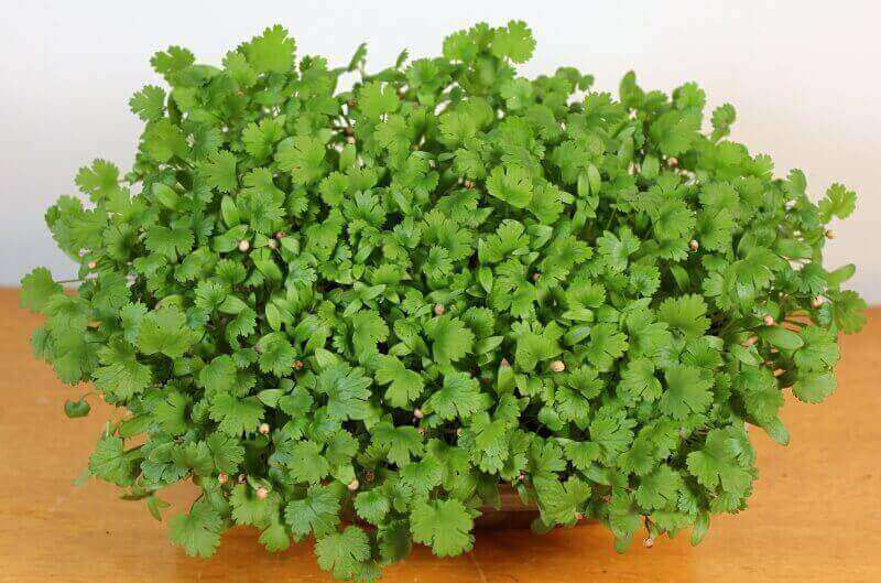 Cilantro – Organic Microgreen Seed