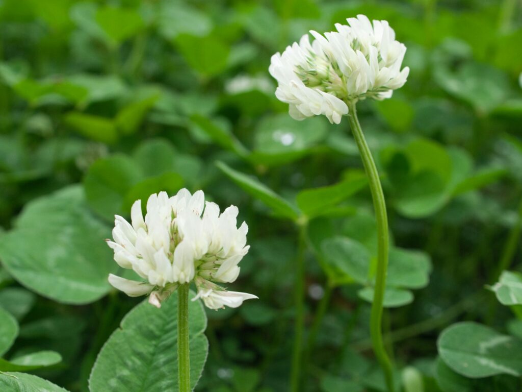 Heirloom Non-GMO Clover Flower Seeds for Planting – Vibrant Pollinator-Friendly Garden Blooms