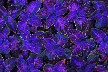 Violet Coleus Plant Seeds – Heirloom, Non-GMO, Perfect for Garden Planting
