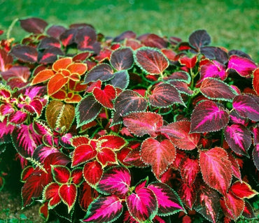 Heirloom Mixed Color Coleus Flower Seeds for Planting – Non-GMO, Vibrant Ornamental Foliage Variety