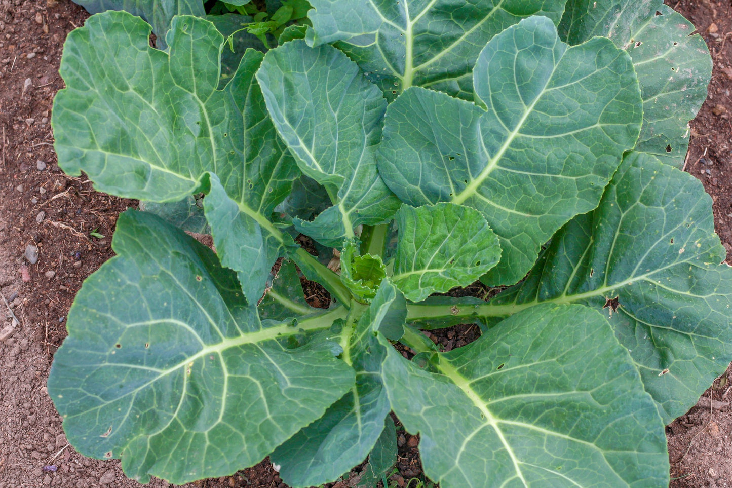 Cash Crop – Georgia Collard Seeds