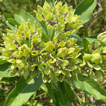 Heirloom Asclepias Flower Seeds, Non-GMO Pollinator-Friendly Blooms for Garden Planting
