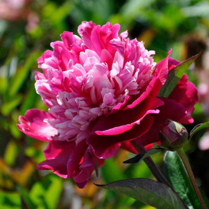 Celebrity Peony
