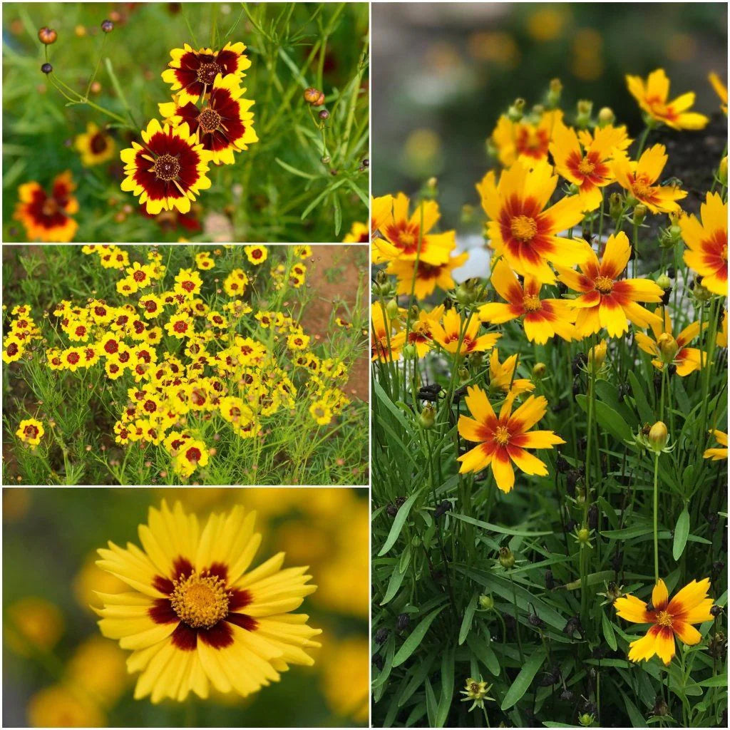 Coreopsis- Dwarf Radiata Mix