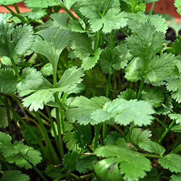 Coriander Green Aroma Vegetable Seeds