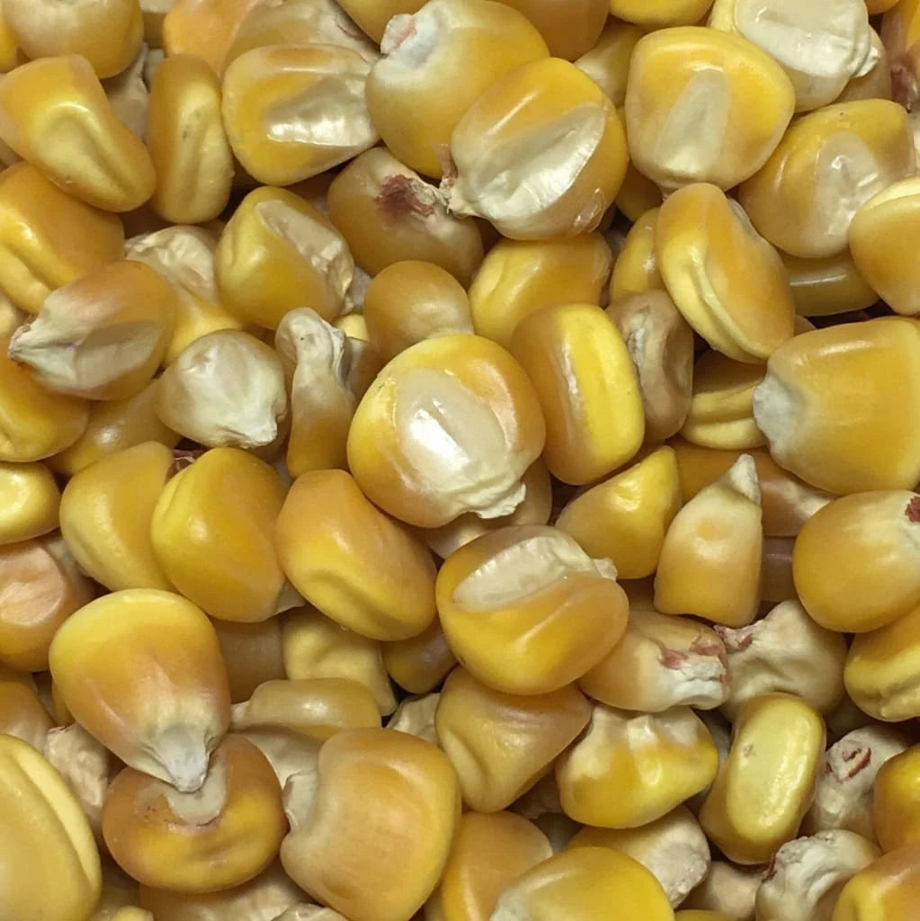 Nothstine Dent – Organic Corn Seed