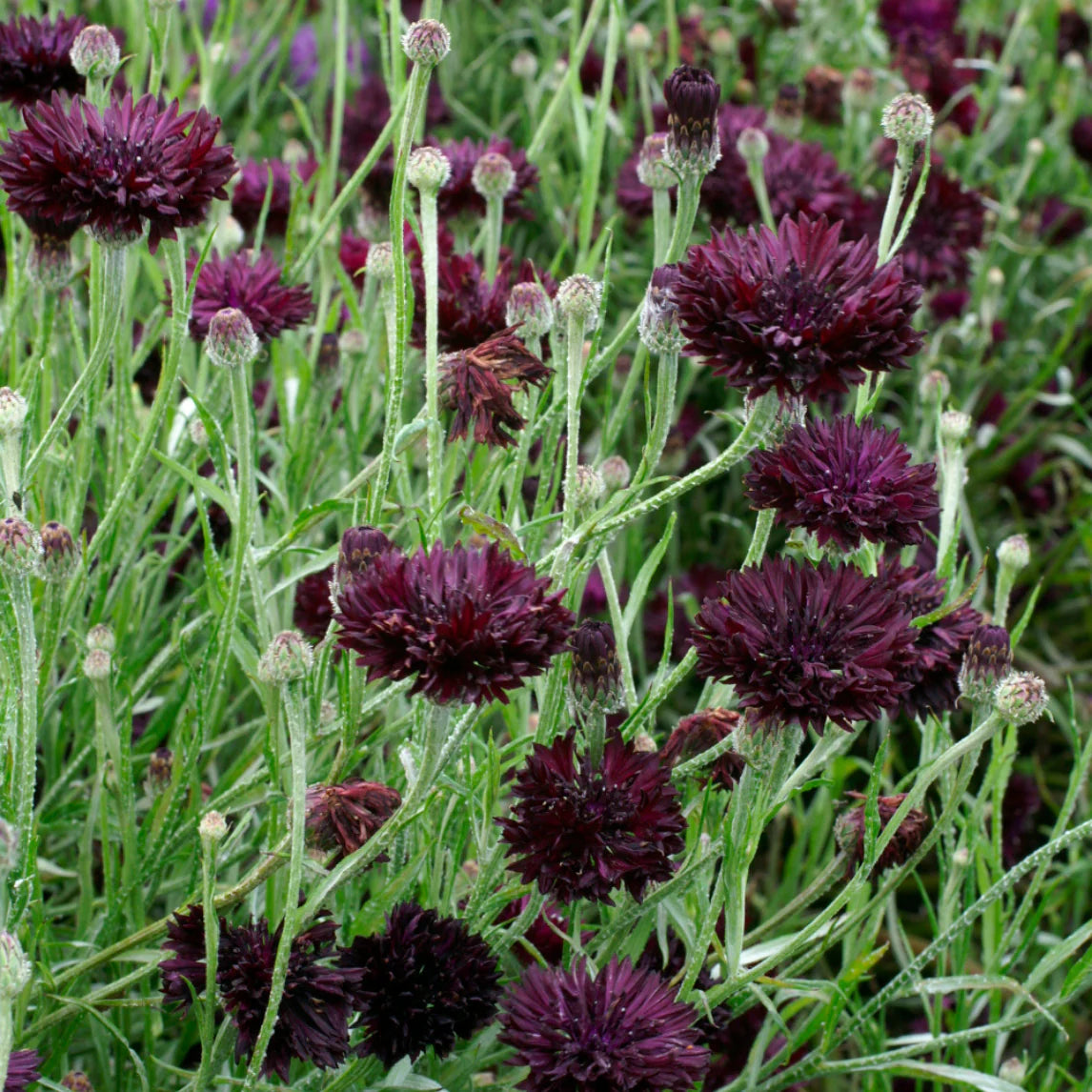 Cornflower- Black Ball