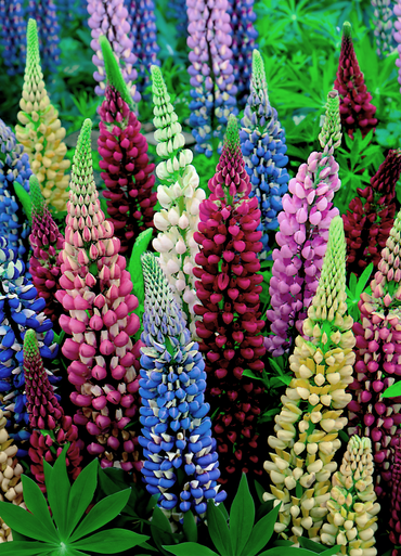 Heirloom Lupins Flower Seeds, Non-GMO Spiky Colorful Blooms for Cottage and Pollinator Garden Planting