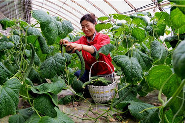 cucumber vegetable seeds for home garden