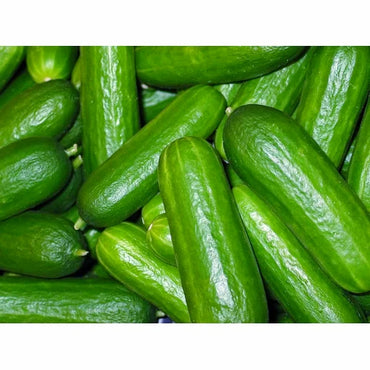Cucumber- Lebanese